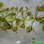 Fleischfressende Pflanzen, Aldrovanda vesiculosa die Wasserfalle Nahaufnahme Fleischfressende Pflanze, Aldrovanda vesiculosa die Wasserfalle Nahaufnahme