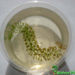 Fleischfressende Pflanzen, die Wasserfalle, Aldrovanda vesiculosa im Glas. Fleischfressende Pflanze, Aldrovanda vesiculosa im Glas,