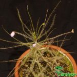 Fleischfressende Pflanzen, die Regenbogenpflanze, "Byblis". Fleischfressende Pflanzen, Byblis, Regenbogenpflanze.