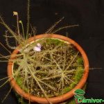 Fleischfressende Pflanzen, Byblis, Regenbogenpflanze, Gesamtaufnahme. Fleischfressende Pflanzen, Regenbogenpflanze, Byblis.