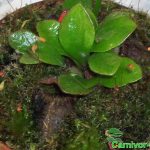 Fleischfressende Pflanzen, der Zwergkrug, Cephalotus follicularis in der Nahaufnahme. Fleischfressende Pflanzen, Cephalotus follicularis der Zwergkrug Nahaufnahme.