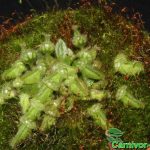 Fleischfressende Pflanzen, Cephalotus follicularis, der Zwergkrug mit vielen Krügen. Fleischfressende Pflanzen, Cephalotus follicularis, der Zwergkrug.