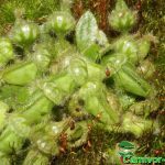 Fleischfressende Pflanzen, Cephalotus follicularis Krüge Nahaufnahme mit blühendem Moos. Fleischfressende Pflanzen, Cephalotus follicularis Krüge Nahaufnahme mit blühendem Moos.