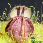 Fleischfressende Pflanzen, der Zwergkrug, Cephalotus follicularis. Fleischfressende Pflanzen, Cephalotus follicularis.