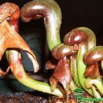 Fleischfressende Pflanzen, Darlingtonia californica, die Kobralilie Fleischfressende Pflanzen, Darlingtonia californica, die Kobralilie