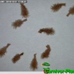 Fleischfressende Pflanzen, Samen der Darlingtonia californica, die Kobralilie. Fleischfressende Pflanzen, Samen der Darlingtonia.