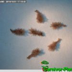 Fleischfressende Pflanzen, Samen der Darlingtonia californica, die Kobralilie. Fleischfressende Pflanzen, Samen der Darlingtonia.