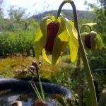 Fleischfressende Pflanzen, Darlingtonia californica mit Blüte. Fleischfressende Pflanzen, Darlingtonia californica, Blüte.
