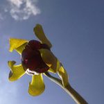 Fleischfressende Pflanzen, Blüte der Kobralilie, Darlingtonia californica. Fleischfressende Pflanzen, Darlingtonia californica Blüte