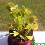 Fleischfressende Pflanzen, Dionaea muscipula, Venusfliegenfalle. Fleischfressende Pflanzen, Venusfliegenfalle, Dionaea muscipula