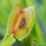 Fleischfressende Pflanzen, Dionaea muscipula mit Beute. Fleischfressende Pflanzen, Dionaea muscipula mit Beute.