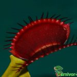 Fleischfressende Pflanzen, Venusfliegenfalle rötlich. Fleischfressende Pflanzen, Venusfliegenfalle rötlich.