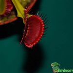 Fleischfressende Pflanzen, Venusfliegenfalle rötlich Fleischfressende Pflanzen, Venusfliegenfalle rötlich.