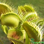 Fleischfressende Pflanzen, Dionaea muscipula, Venusfliegenfalle. Fleischfressende Pflanzen, Dionaea muscipula