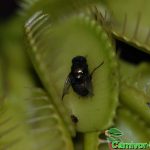 Fleischfressende Pflanzen, Venusfliegenfalle mit Beute. Fleischfressende Pflanzen, Venusfliegenfalle mit Opfertier.