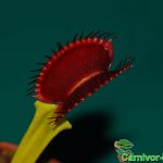 Fleischfressende Pflanzen, Venusfliegenfalle rötliche Falle. Fleischfressende Pflanzen, Venusfliegenfalle rötlich