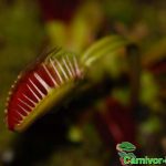 Fleischfressende Pflanzen, Dionaea muscipula. Falle der Venusfliegenfalle. Hier sieht man deutlich die Sperrborsten Fleischfressende Pflanzen, Falle der Venusfliegenfalle. Hier sieht man deutlich die Sperrborsten