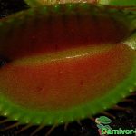 Fleischfressende Pflanzen, Nahaufnahme einer Venusfliegenfalle, Dionaea muscipula mit Verdauungsdrüsen. Fleischfressende Pflanzen, Nahaufnahme einer Venusfliegenfalle. Hier sieht man die Verdauungsdrüsen