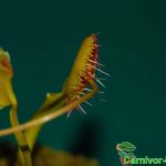 Fleischfressende Pflanzen, Dionaea muscipula. frisst die eigene Blüte. Fleischfressende Pflanzen, Die Venusfliegenfalle, frisst sich selbst.