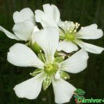 Fleischfressende Pflanzen, Dionaea muscipula, Venusfliegenfalle mit Blüte. Fleischfressende Pflanzen, Dionaea muscipula Blüte