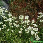 Fleischfressende Pflanzen, viele Dionaea muscipula Blüten im Moorbeet. Fleischfressende Pflanzen, viele Dionaea muscipula Blüten im Moorbeet