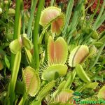 Fleischfressende Pflanzen, Dionaea muscipula, Venusfliegenfallen im Freiland. Fleischfressende Pflanzen, Dionaea muscipula im Freiland.