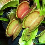 Fallen von Dionaea muscipula. Venusfliegenfalle Fleischfressende Pflanzen, Fallen der Venusfliegenfalle.