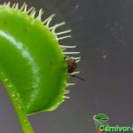 Fleischfressende Pflanzen, Dionaea muscipula mit Beutetier. Nahaufnahme Fleischfressende Pflanzen, Dionaea muscipula mit Beutetier Nahaufnahme