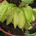 Fleischfressende Pflanzen, grüne Fallen von Dionaea muscipula, der Venusfliegenfalle. Fleischfressende Pflanzen, grüne Fallen von Dionaea muscipula