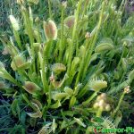 Fleischfressende Pflanzen, Venusfliegenfalle im Freien. Fleischfressende Pflanzen, Venusfliegenfalle im Freien.