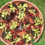 Fleischfressende Pflanzen, mehrere Venusfliegenfallen in einem Untertopf. Fleischfressende Pflanzen, mehrere Venusfliegenfallen in einem Untertopf