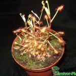 Fleischfressende Pflanzen, Sonnentau, Drosera madagascariensis Fleischfressende Pflanzen, Drosera madagascariensis