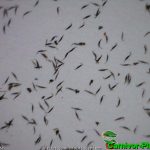 Fleischfressende Pflanzen, Samen des Sonnentaus, Drosera aliciae. Fleischfressende Pflanzen, Samen der Drosera aliciae. Sonnentau.