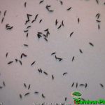 Fleischfressende Pflanzen, Samen des Kap Sonnentau, Drosera capensis. Fleischfressende Pflanzen, Samen von Drosera capensis.