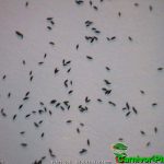 Fleischfressende Pflanzen, Samen der Drosera dielsiana, Sonnentau. Fleischfressende Pflanzen, Samen der Drosera dielsiana.