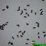 Fleischfressende Pflanzen, Samen von Drosera filiformis, der fadenförmige Sonnentau. Fleischfressende Pflanzen, Samen der Drosera filiformis, der fadenförmige Sonnentau.