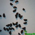 Fleischfressende Pflanzen, Sonnentausamen, Drosera regia. Fleischfressende Pflanzen, Samen von Drosera regia.