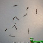 Fleischfressende PFlanzen, Samen vom rundblättrigen Sonnentau, Drosera rotundifolia. Fleischfressende Pflanzen, Samen der Drosera rotundifolia, rundblättriger Sonnentau.