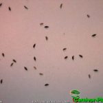 Fleischfressende Pflanzen, Samen der Drosera spatulata. Sonnentau. Fleischfressende Pflanzen, Samen von Drosera spatulata, Sonnentau.