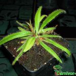Fleischfressende Pflanzen, der langblättrige Sonnentau. Drosera adelaea Fleischfressende Pflanzen, Drosera adelaea, Sonnentau.
