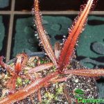 Fleischfressende Pflanzen, Sonnentau, Drosera adelaea rötliche Form Fleischfressende Pflanzen, Drosera adelaea rötliche Form.