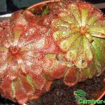 Fleischfressende Pflanzen, Sonnentau, Drosera aliciae. Fleischfressende Pflanzen, Sonnentau, Drosera aliciae.