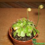 Fleischfressende Pflanzen, Drosera aliciae mit 2 Blütenständen Fleischfressende Pflanzen, Drosera aliciae mit 2 Blütenständen.