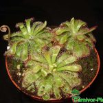 Fleischfressende Pflanzen, Sonnentau. Drei Drosera aliciae in einem Topf Fleischfressende Pflanzen, drei Drosera aliciae in einem Topf