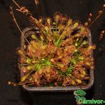 Fleischfressende Pflanzen, Sonnentau. Drosera anglica Fleischfressende Pflanzen, Drosera anglica, Sonnentau.