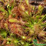 Fleischfressende Pflanzen, Drosera anglica Nahaufnahme. Fleischfressende Pflanze, Drosera anglica Nahaufnahme.