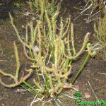 Fleischfressende Pflanzen, Drosera binata x dichotoma Typ giant im Moorbeet. Fleischfressende Pflanzen, Drosera binata x dichotoma Typ giant im Moorbeet