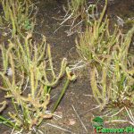 Fleischfressende Pflanzen, Drosera binata x dichotoma Typ giant im Moorbeet Fleischfressende Pflanzen, Drosera binata x dichotoma Typ giant im Moorbeet