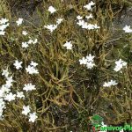 Fleischfressende Pflanzen, Drosera binata x dichotoma Typ giant, Blüten im Moorbeet. Fleischfressende Pflanzen, Drosera binata x dichotoma Typ giant, Blüten im Moorbeet