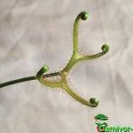 Fleischfressende Pflanzen, Stängel von Drosera binata dichotoma Typ giant Nahaufnahme. Fleischfressende Pflanzen, Stängel von Drosera binata dichotoma Typ giant Nahaufnahme